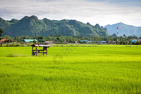 小茅屋泰国农稻田地貌小屋棚中背景