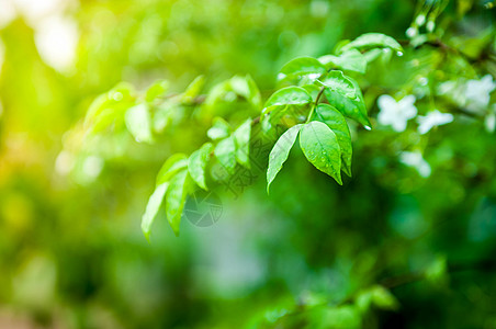 特写绿叶上的水滴环境绿色生物植物风格装饰黄色宏观叶子花园图片