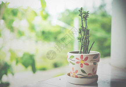 为家居装饰而特写树锅生活植物学房子风格绿色植物花园生长植物群图片