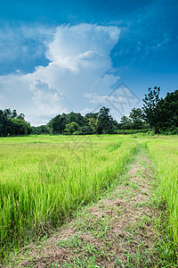 稻田地貌和云天生长天空农场季节植物群环境食物粮食植物草地图片