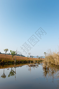 池塘和干树景观风景蓝色反射白色草地森林天空天气生态木头图片