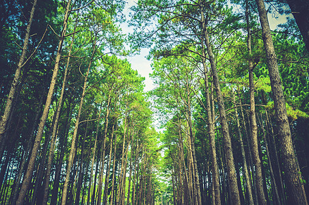 松树林林地貌旅行生长叶子环境森林树干风景山毛榉场景植物图片