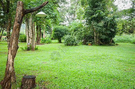 绿色花园景观草坪植物群风景绿化叶子草地灌木院子绿色衬套住宅图片