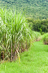 甘蔗农场景观生物生态农田叶子土地种植园热带蓝色环境生长图片