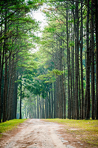 和松树林地貌植物森林风景地标自然公园荒野山毛榉小路木头场景图片