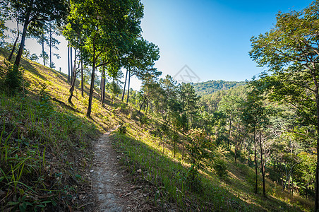 森林地貌路径中土壤山毛榉松树蓝色荒野场景植物生长叶子阴影图片