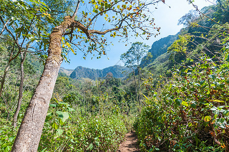 森林地貌路径中天空生长木头植物风景山毛榉街道土壤树干蓝色图片