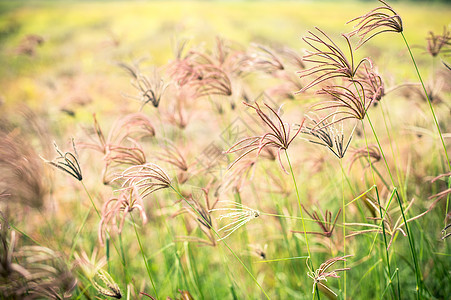 花朵紧闭的花园景观墙纸场地美丽场景公园绿色荒野植物叶子季节图片