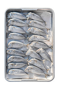 印度-马克尔鱼在白上被孤立图片