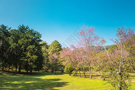 自然公园中 普鲁努斯塞拉索迪斯花朵的风景植物自然公园森林蓝色花瓣季节旅行场景荒野樱花图片