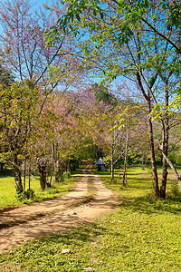 自然公园中 普鲁努斯塞拉索迪斯花朵的风景花园花瓣木头蓝色荒野植物自然公园商业旅行森林图片
