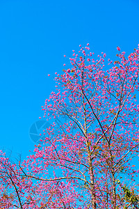 花朵 蓝天空和蓝色天空图片