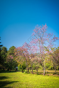 自然公园中 普鲁努斯塞拉索迪斯花朵的风景美丽樱花花园森林自然公园旅行荒野季节场景植物图片