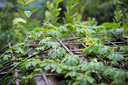 蔬菜植物的特写图片