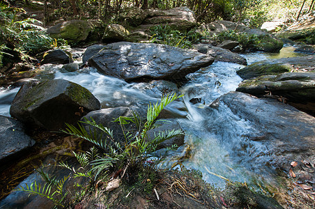 森林瀑布的封闭公园植物绿色森林岩石瀑布木头流动叶子旅行图片