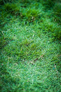 绿草背景特写植物花园植物群绿色草地生长叶子图片