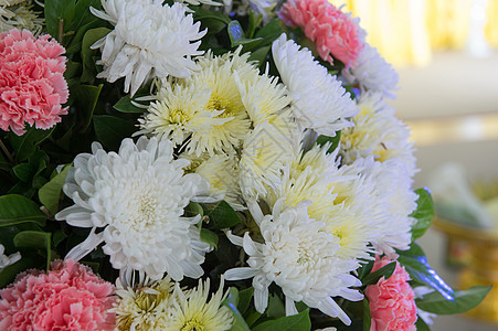 特写彩色花朵植物白色绿色花束花园植物群美丽粉色图片