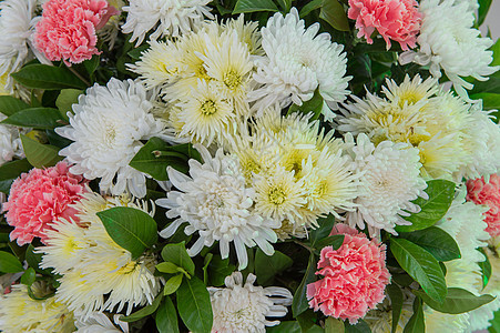 特写彩色花朵植物美丽绿色植物群花束白色花园粉色图片