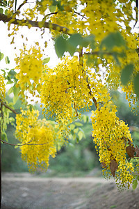 在树枝上紧闭黄花森林绿色公园季节植物群国家植物叶子黄色花园图片