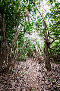 岛上森林景观图景叶子荒野旅行热带丛林旅游环境植物木头途径图片