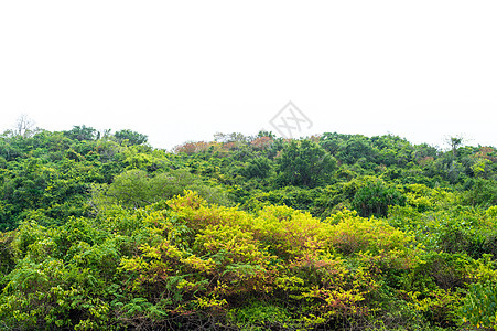 山地背景树的景观图景海滩叶子环境绿色爬坡黄色森林旅行木头公园图片