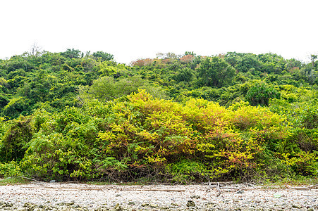 山地背景树的景观图景叶子植物爬坡绿色天空黄色植物群海滩公园花园图片