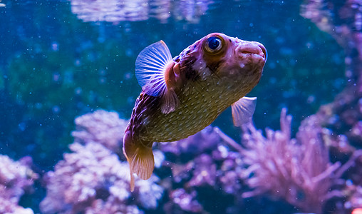 特写了一只雀斑的豪猪鱼 有趣的来自热带海洋的水族馆宠物图片