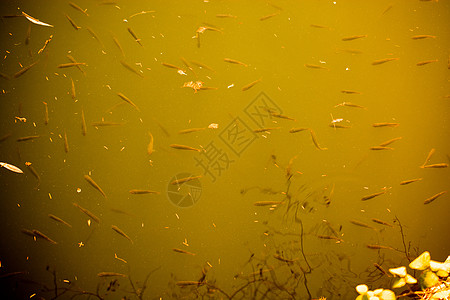 美丽的小鱼在池塘的水中游动游泳钓鱼农场水池生活图片