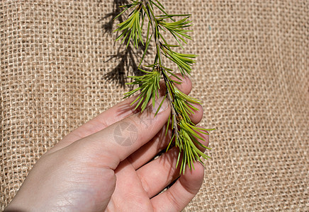 绿色树叶手握在画布上环境花园棕色植物群叶子植物植物学生态季节图片