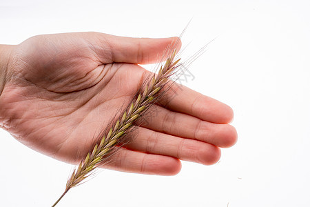 手持小麦季节黄色场地园艺粮食生长植物绿色收成美丽图片