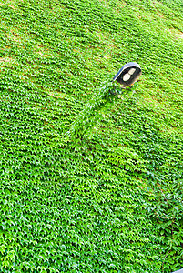 墙上覆满绿色的常春藤叶背景植物绿化叶子藤蔓图片