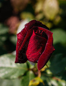 玫瑰上面有水滴花瓣红色叶子绿色白色热情礼物花园植物美丽图片