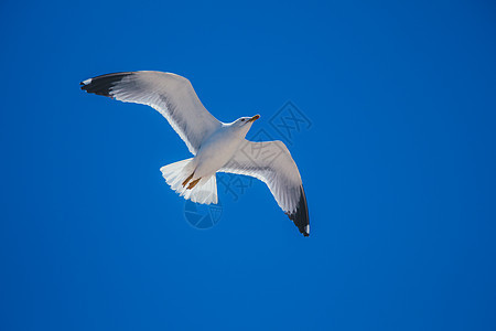 单海鸥在蓝蓝空中飞翔航班翅膀羽毛飞行蓝色天空野生动物动物荒野鸟类图片