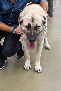 土耳其牧羊犬Kangal作为看守狗守护牧羊人血统火鸡农村国家宠物山羊食肉小狗图片