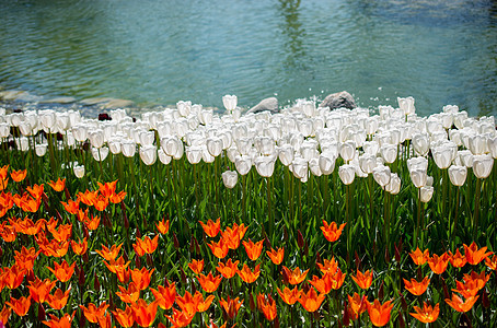 郁金香花流在水边池塘郁金香背景图片