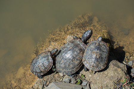湖边的海龟池塘动物朋友们背景图片