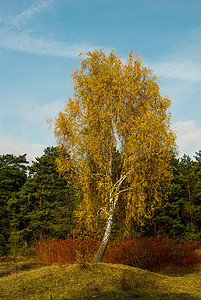 秋树季节的树木植物乡村叶子树叶森林木头图片