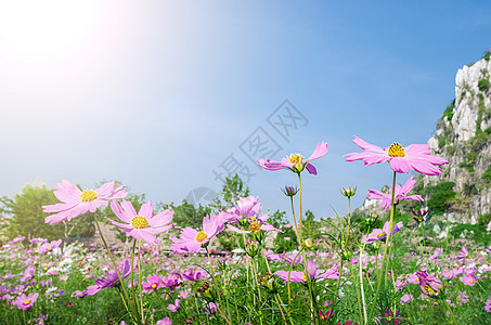 以蓝天空背景为单位的花朵字段阳光花园环境植物群叶子季节农村公园植物场地图片