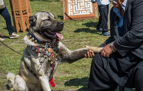 土耳其牧羊犬Kangal作为看守狗宠物守护牧羊人动物警卫哺乳动物乡村纯种狗主题家畜图片