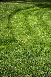 作为背景的绿草足球生长花园草地绿色环境植物群植物场地图片