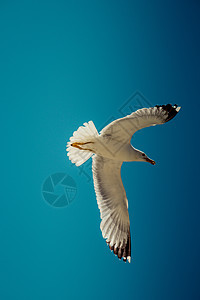 单海鸥在蓝蓝空中飞翔翅膀飞行鸟类荒野蓝色航班照片羽毛自由天空图片