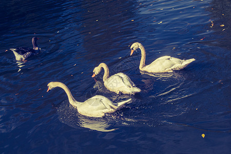 可爱的白天鹅住在池塘里野生动物照片灰色优美蓝色飞行自由荒野天鹅羽毛图片