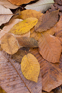 干燥的叶子在其他叶子上突出作为秋天的背景棕色水彩植物学季节黄色彩叶树叶植物植物群花园图片