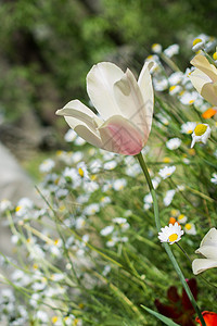 春天的郁金香美丽叶子季节园艺场地植物植物群花朵花园花瓣图片