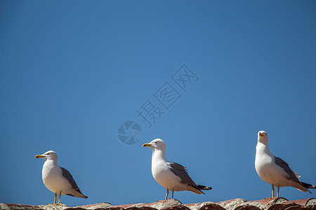 屋顶上坐着海鸥翅膀动物照片蓝色天空羽毛野生动物航班飞行荒野图片