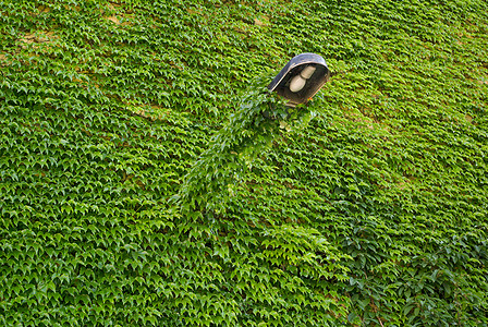 墙上覆满绿色的常春藤叶藤蔓植物绿化叶子背景背景图片