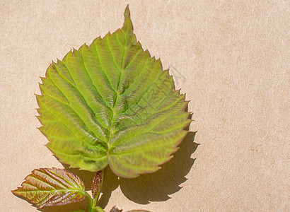 棕色背景的绿叶季节叶子植物绿色树叶植物学生态环境植物群花园图片