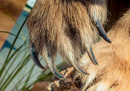 与锋利的爪子脚印野生动物头发危险荒野哺乳动物动物园力量棕色毛皮图片