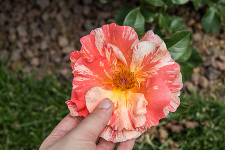 美丽多彩的玫瑰花绿色叶子白色礼物植物花瓣玫瑰花园图片