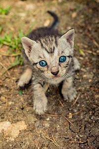 小可爱灰小猫在地上展示猫咪宠物动物哺乳动物土壤猫科小猫灰色毛皮婴儿图片